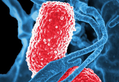 Medical Microbiology & Immunology