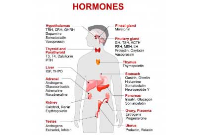 Hormone